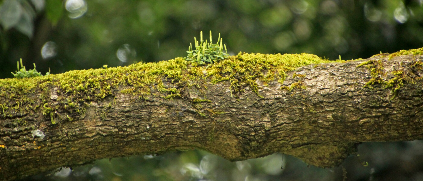 Завершена подготовка Базы данных добровольного реестра компенсаций проекта Berkeley Carbon Trading в странах мира